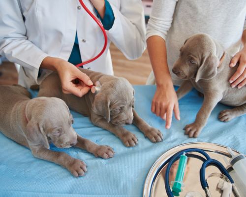 傷病動物救援與醫療