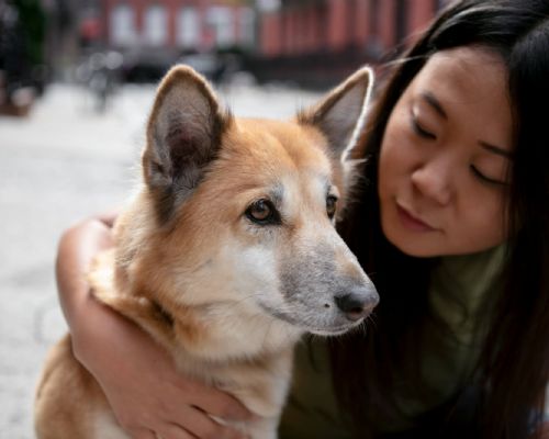 流浪動物認養送養