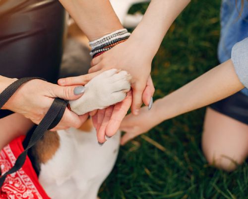 動物保護與生命教育