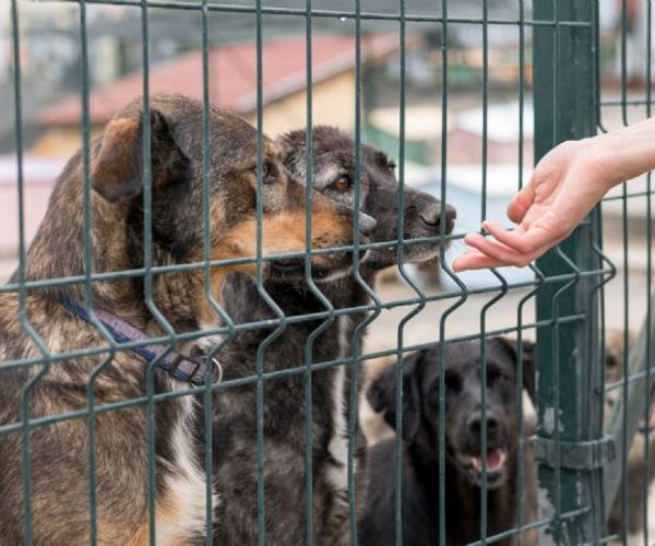 急需認養｜流浪狗「小黑」等待溫暖新家