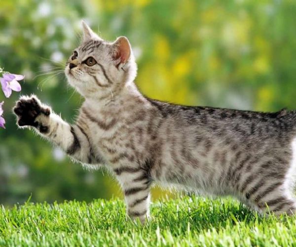 從街角到你心裡｜流浪貓「小花」等待溫暖新家