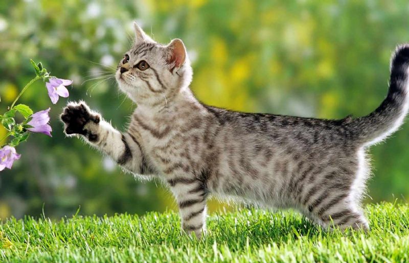 從街角到你心裡｜流浪貓「小花」等待溫暖新家